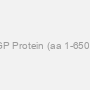 Recombinant EBOV GP Protein (aa 1-650) [His] (HEK293 Cells)